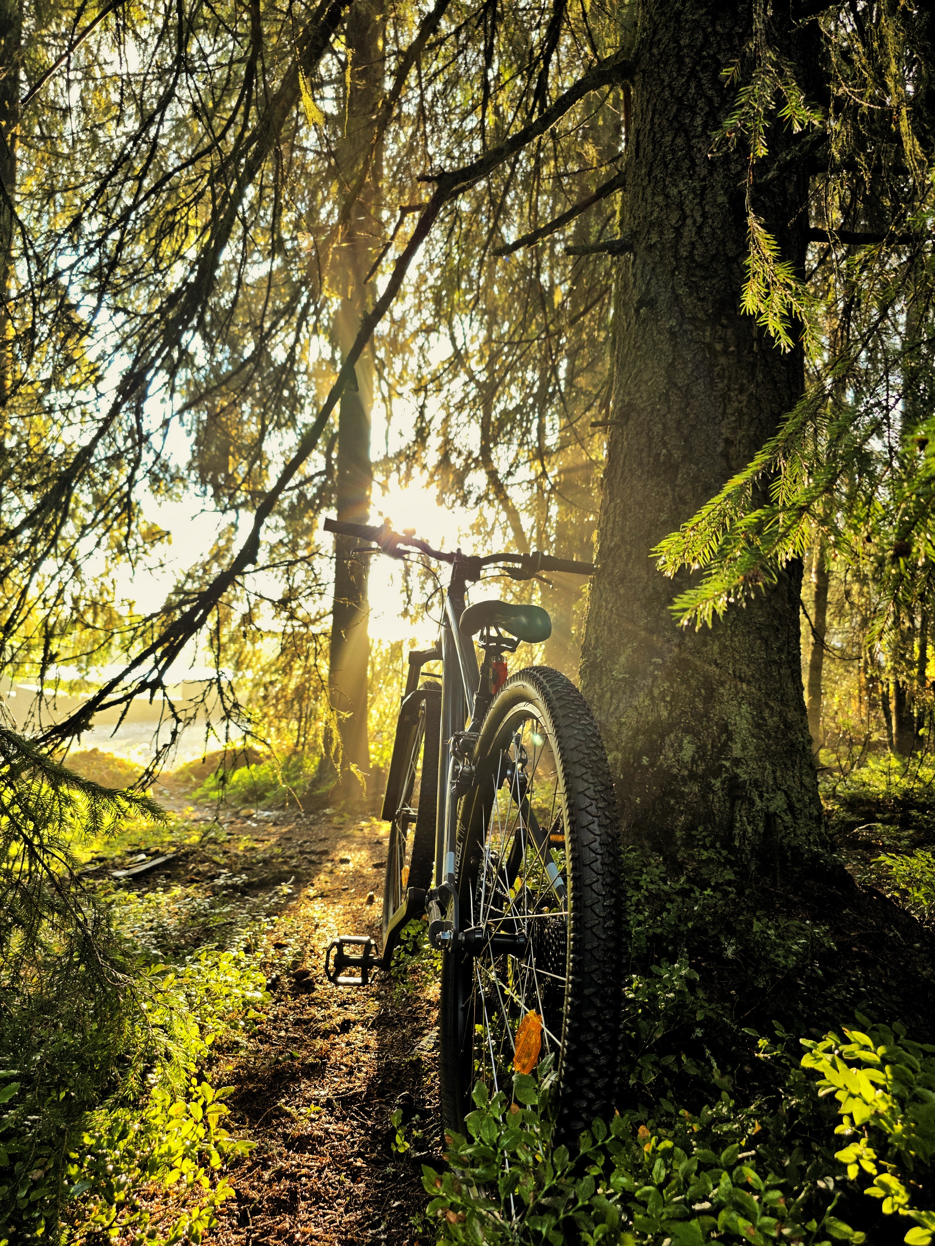 Forest bicycle at sunset near Nivalis Resort & SPA, Buscat